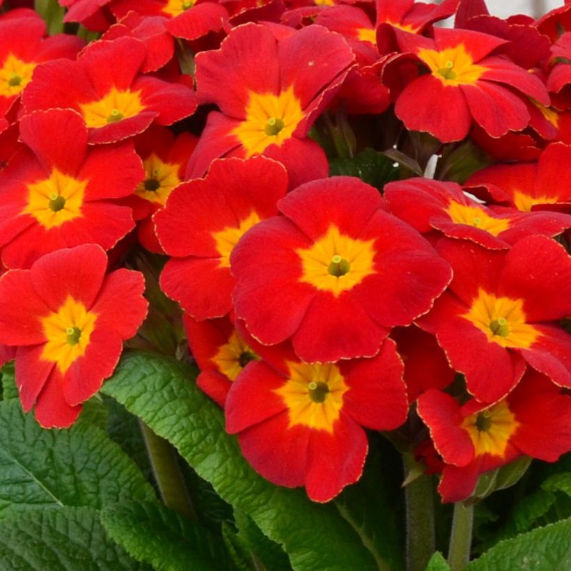 Primula elatior Colibri Red Shades - Oxlip (Flowering)