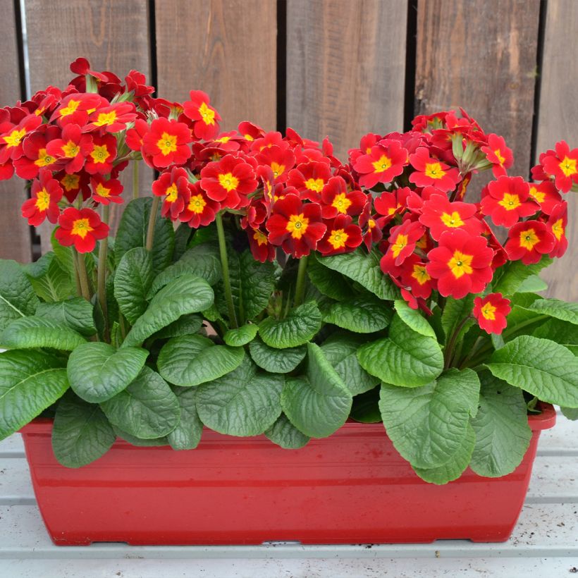 Primula elatior Colibri Red Shades - Oxlip (Plant habit)