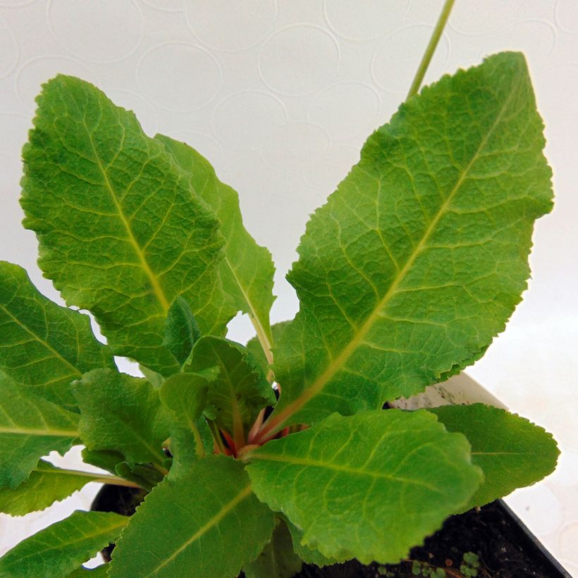 Primula rosea Grandiflora - Primrose (Foliage)