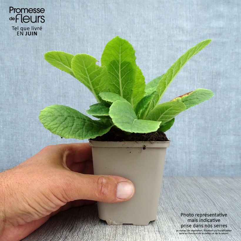 Primula vulgaris - English Primrose 8/9 cm pot sample as delivered in summer