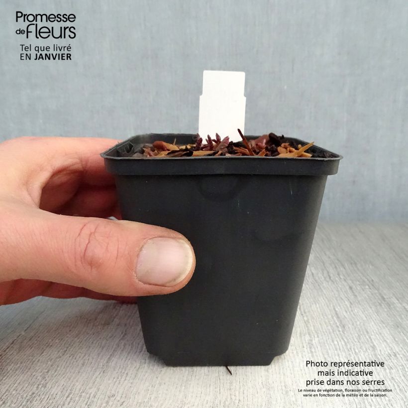 Primula margotae Guinevere - Primrose 8/9 cm pot sample as delivered in winter