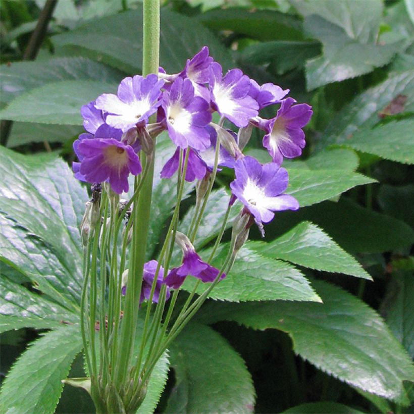 Primula alpicola var. violacea - Primrose (Flowering)