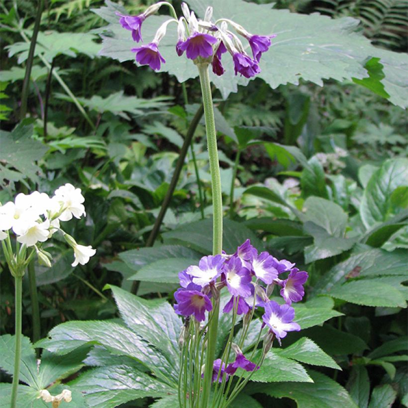 Primula alpicola var. violacea - Primrose (Plant habit)