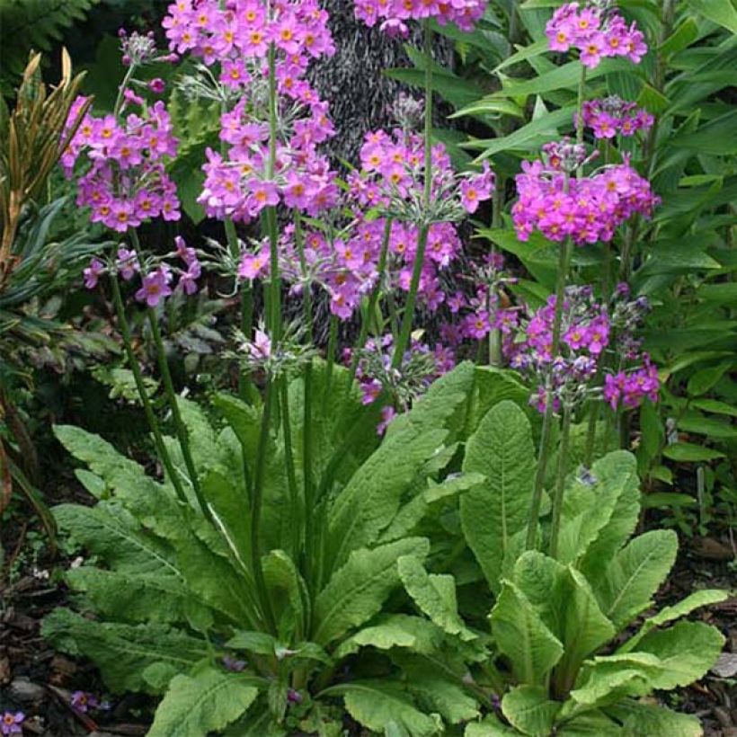 Primula beesiana - Primrose (Plant habit)