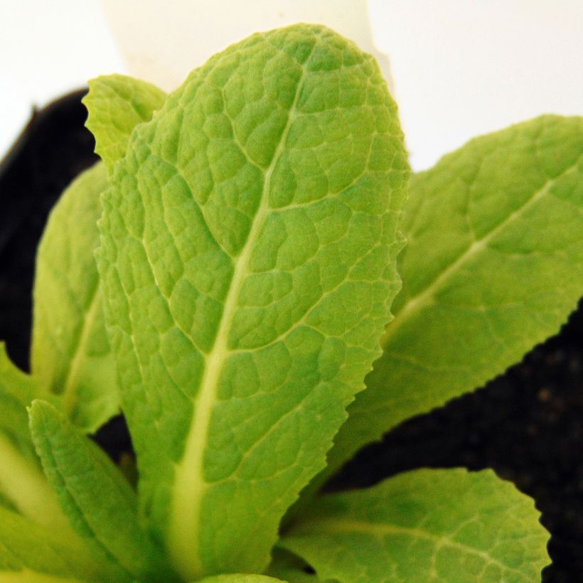 Primula beesiana - Primrose (Foliage)