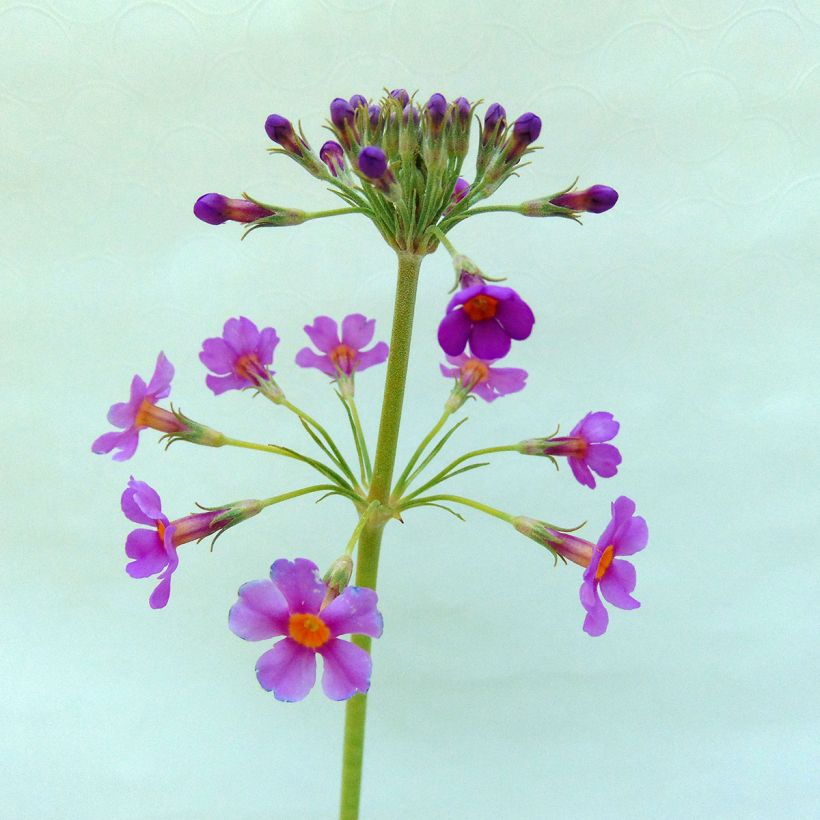 Primula beesiana - Primrose (Flowering)