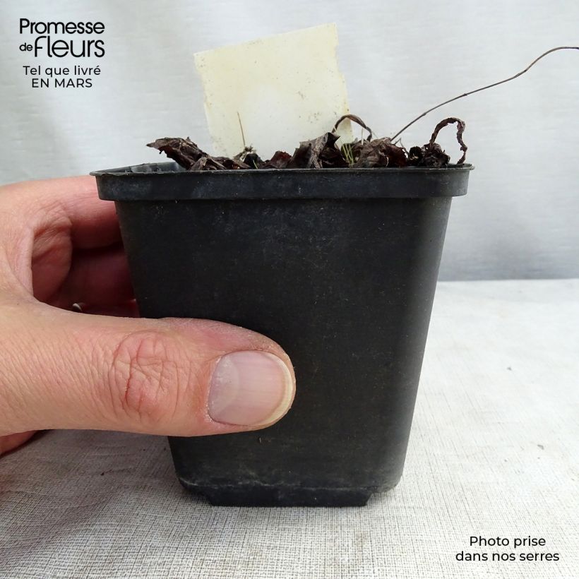 Primula bulleyana - Primrose sample as delivered in spring