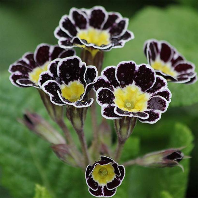 Primula eliator Gold Lace Black - Oxlip (Flowering)