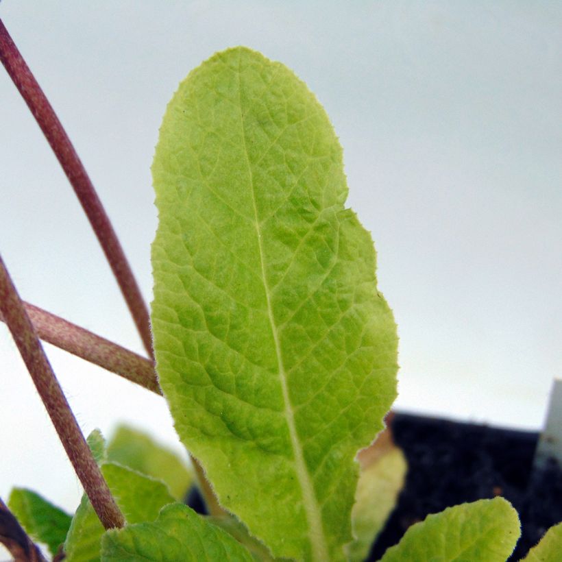 Primula eliator Gold Lace Red - Oxlip (Foliage)