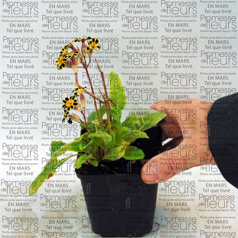 Example of Primula eliator Gold Lace Red - Oxlip 8/9 cm pot specimen as delivered