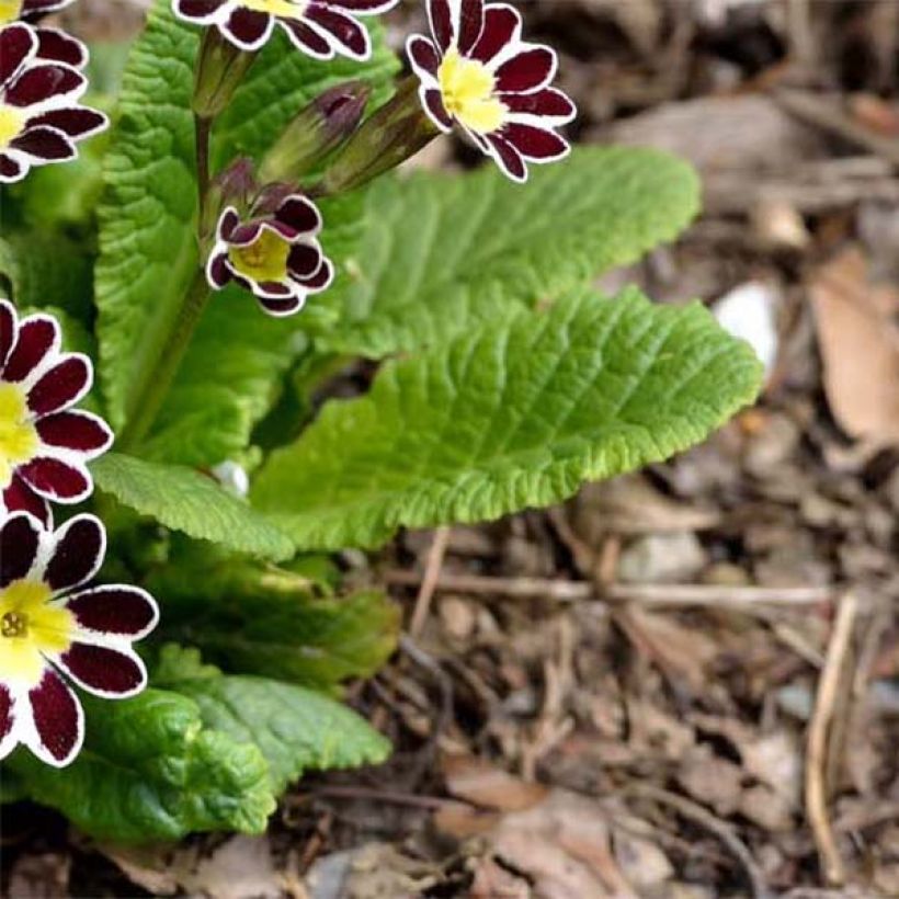 Primula eliator Victoriana Silver Lace Black - Oxlip (Foliage)