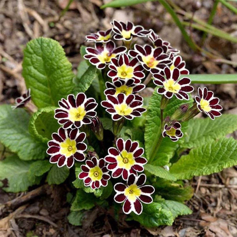 Primula eliator Victoriana Silver Lace Black - Oxlip (Plant habit)