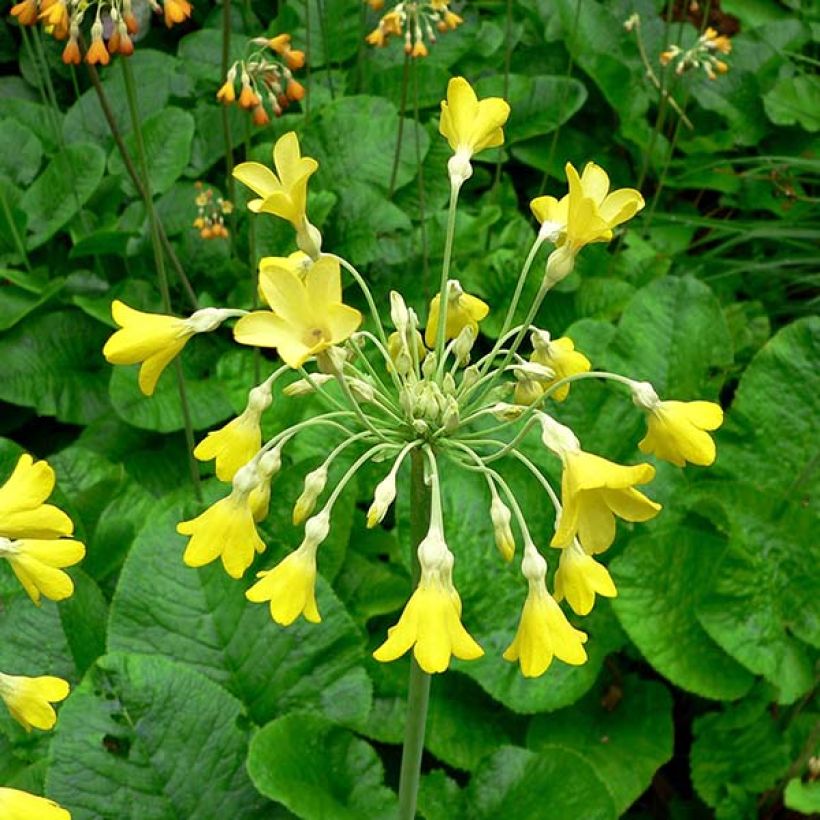 Primula florindae - Primrose (Flowering)