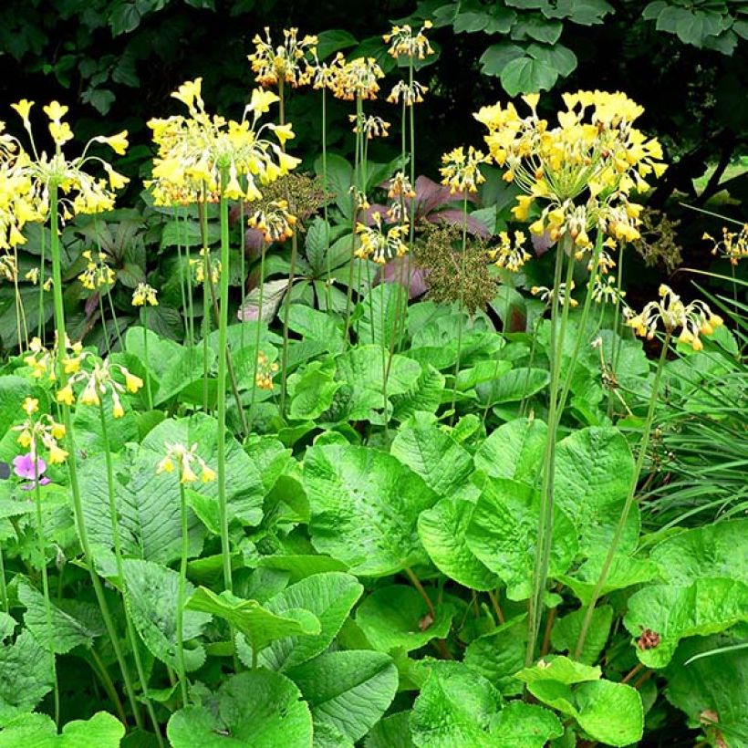 Primula florindae - Primrose (Plant habit)