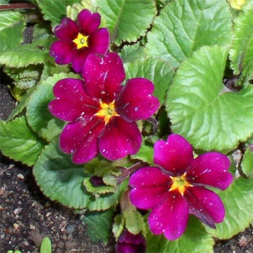 Primula juliae Ideaal - Primrose (Flowering)