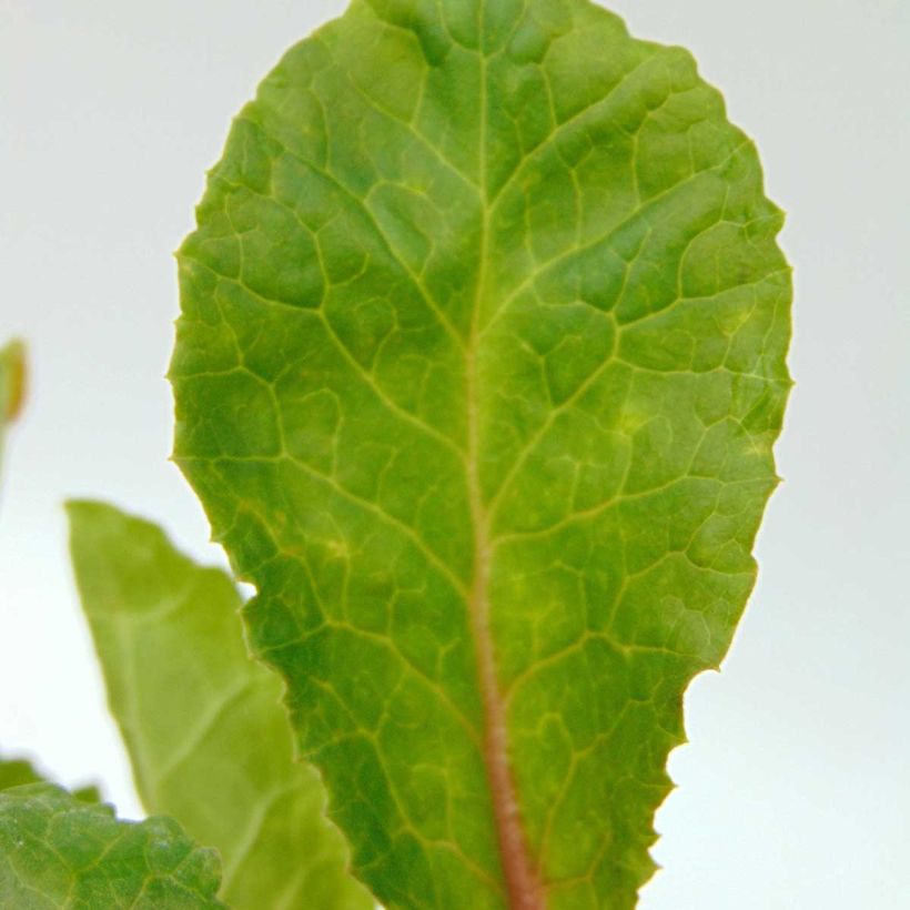 Primula juliae Wanda - Primrose (Foliage)