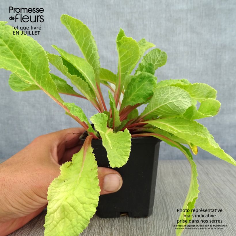 Primula juliae Wanda - Primrose 8/9 cm pot sample as delivered in summer