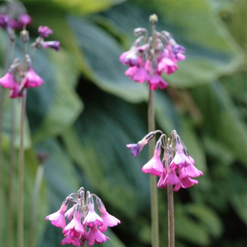 Primula secundiflora - Primrose (Flowering)