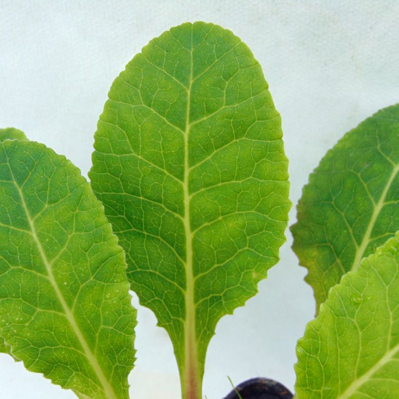 Primula veris - Cowslip (Foliage)