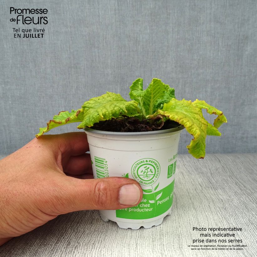 Primula veris - Cowslip 8/9 cm pot sample as delivered in summer