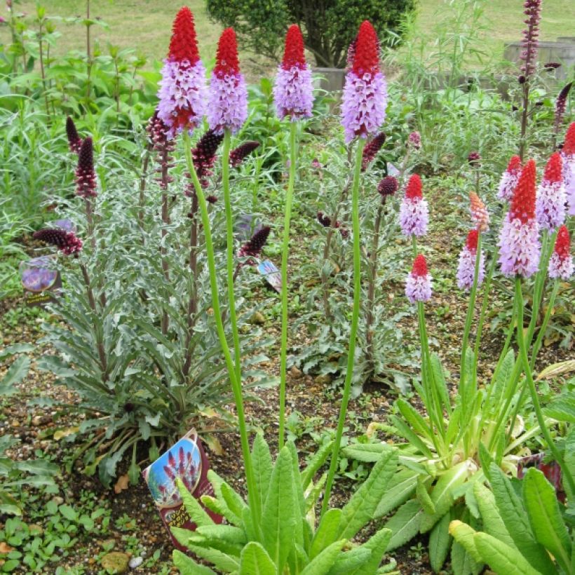 Primula vialii - Vial's Primrose (Plant habit)