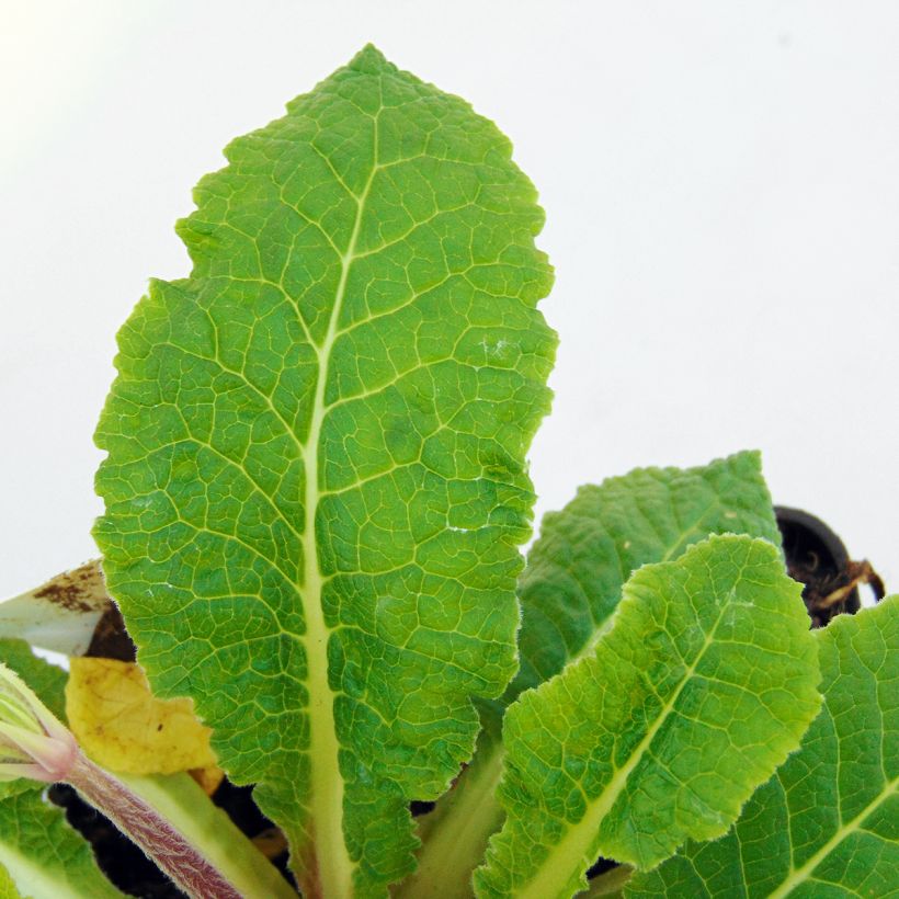 Primula vulgaris Francesca - English Primrose (Foliage)