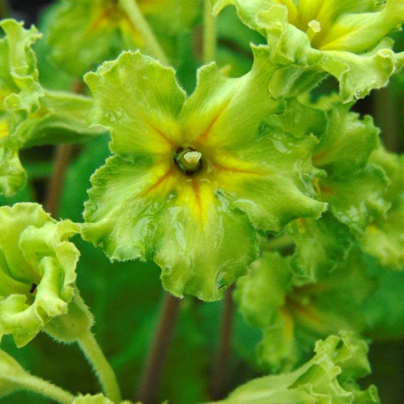 Primula vulgaris Francesca - English Primrose (Flowering)