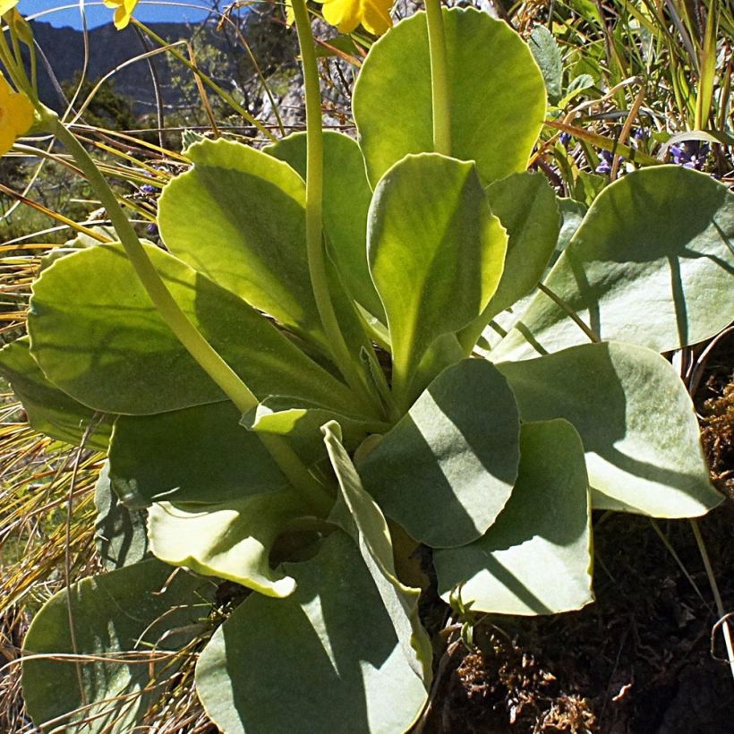 Primula x pubescens - Tyrol Primrose (Foliage)