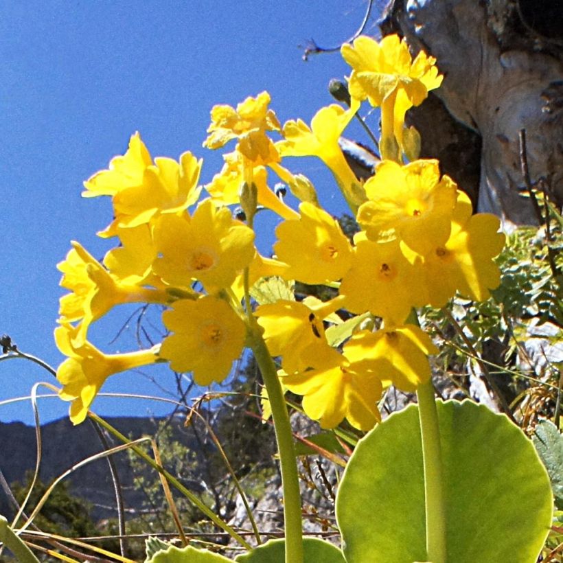 Primula x pubescens - Tyrol Primrose (Flowering)