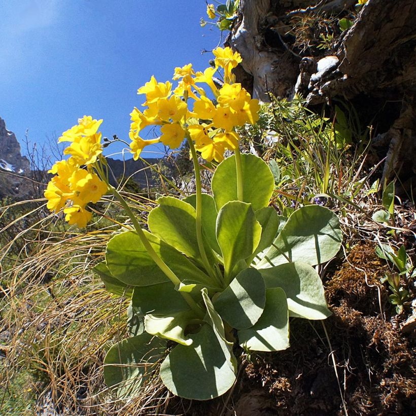 Primula x pubescens - Tyrol Primrose (Plant habit)