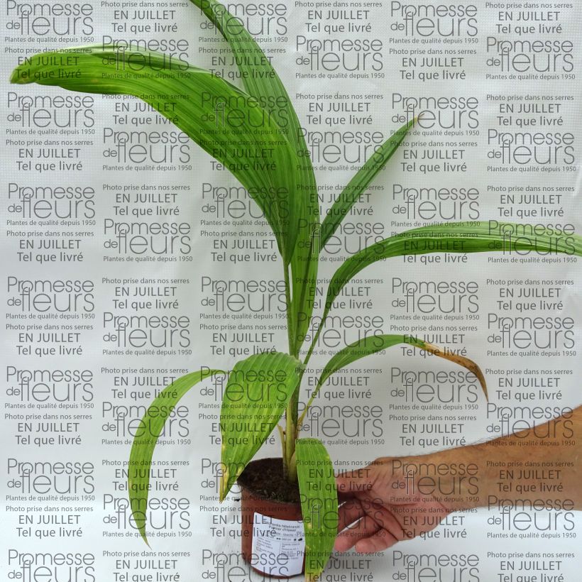 Pritchardia hillebrandii - Hillebrand's Fan Palm 12cm pot sample as delivered in summer