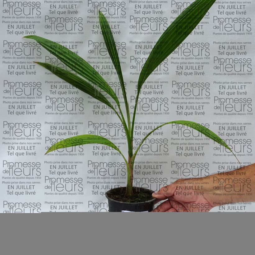 Pritchardia hillebrandii Blue Moon - Hillebrand's Fan Palm 12cm pot sample as delivered in summer