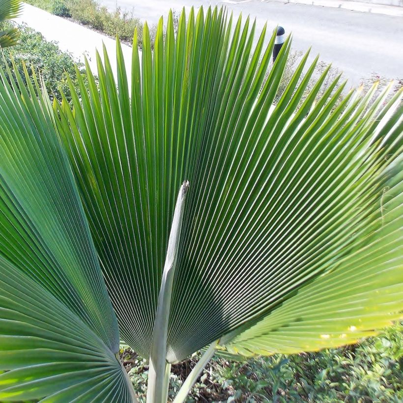 Pritchardia pacifica - Fiji Fan Palm (Foliage)
