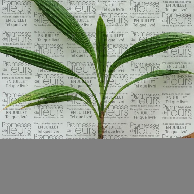 Pritchardia pacifica - Fiji Fan Palm 12cm pot sample as delivered in summer