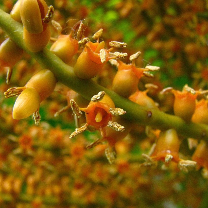 Pritchardia remota - Pritchardia Palm (Flowering)