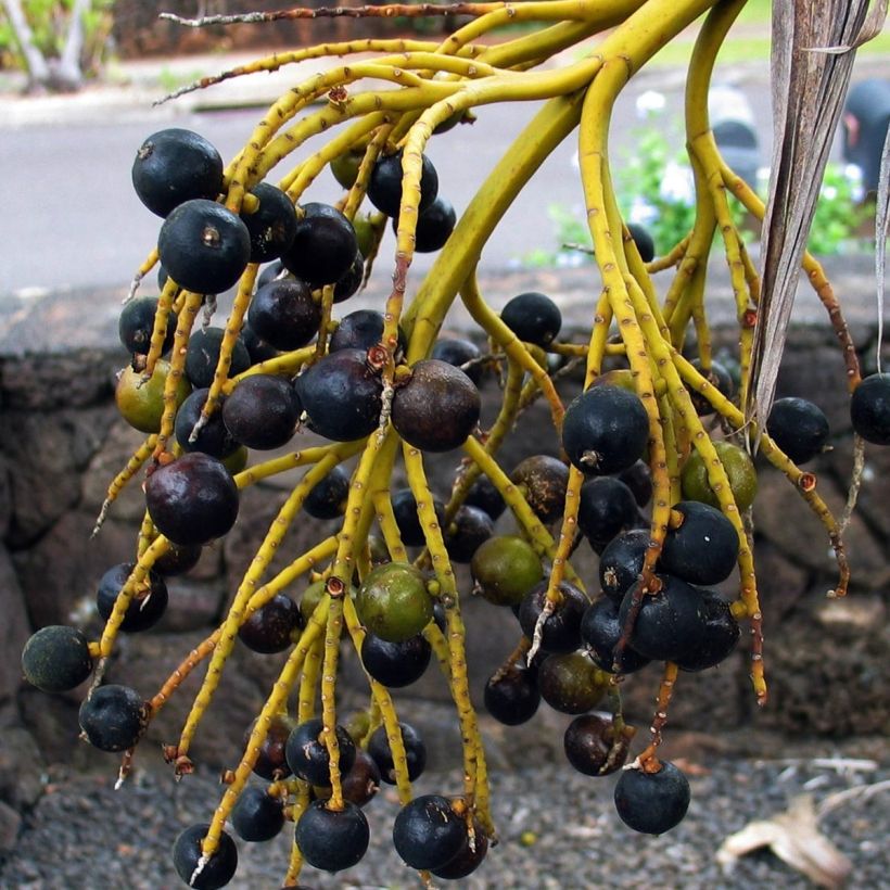 Pritchardia remota - Pritchardia Palm (Harvest)