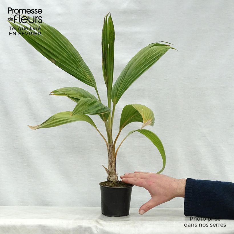 Pritchardia remota - Pritchardia Palm 12cm pot sample as delivered in winter