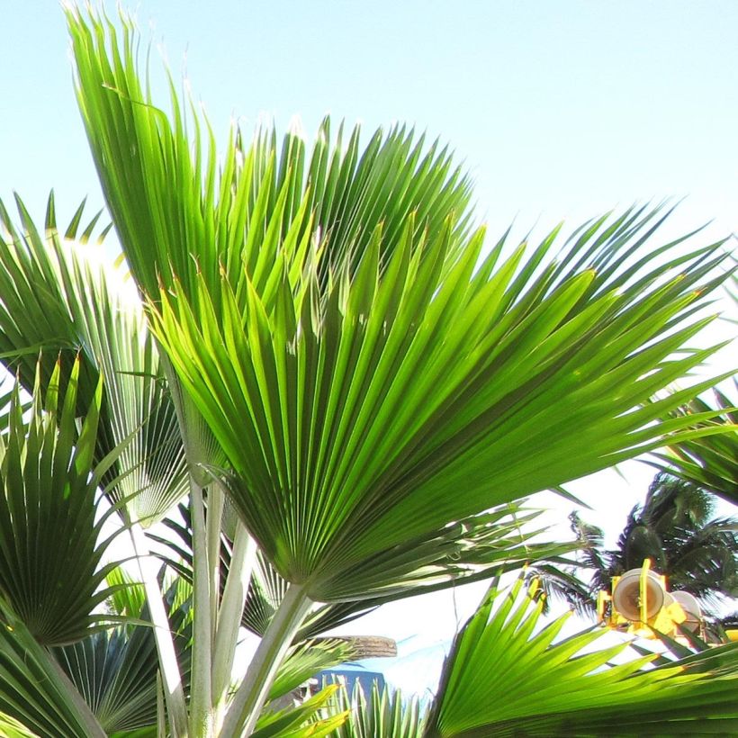 Pritchardia thurstonii - Pritchardia Palm (Foliage)