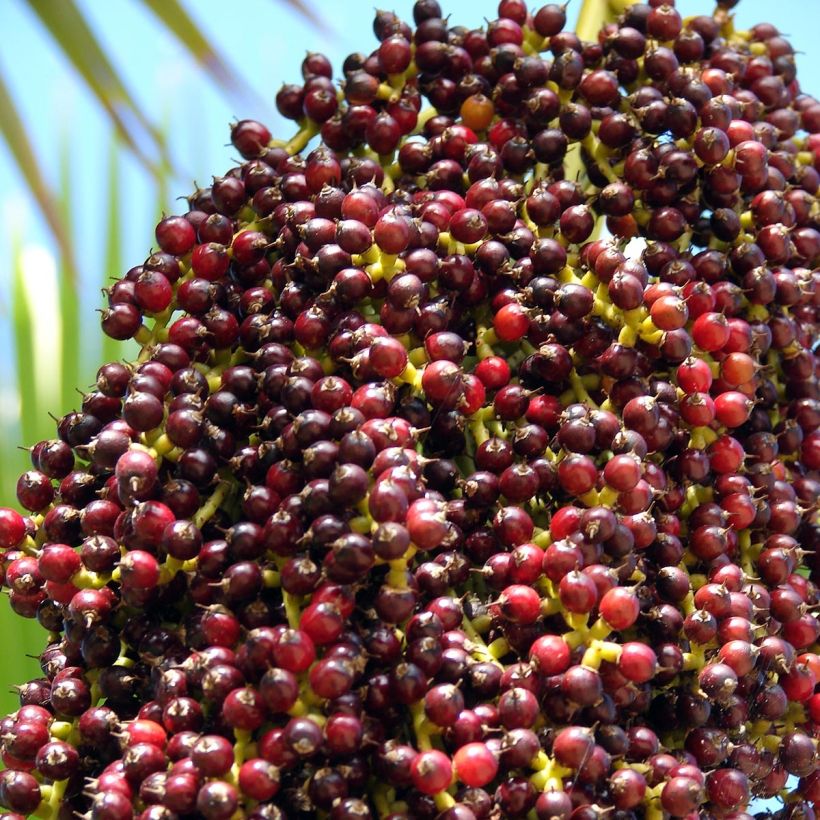 Pritchardia thurstonii - Pritchardia Palm (Harvest)