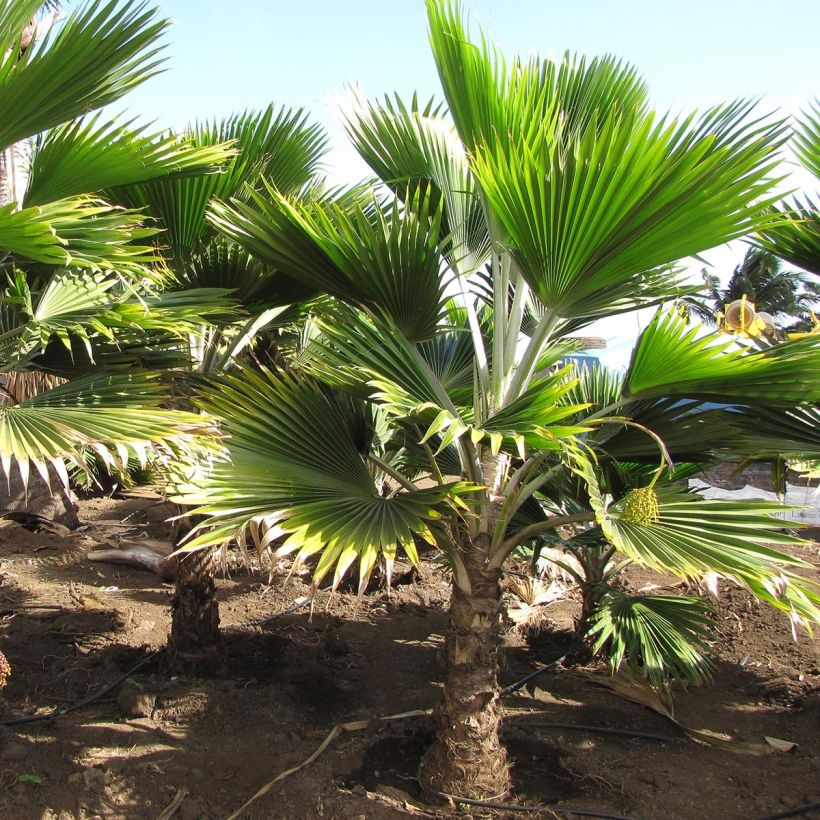 Pritchardia thurstonii - Pritchardia Palm (Plant habit)