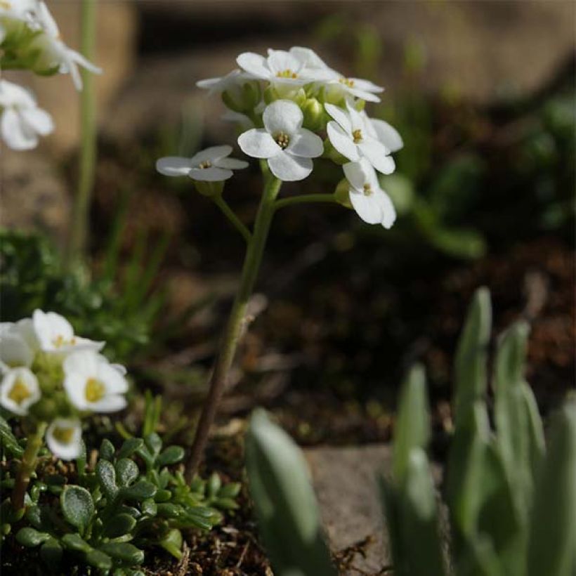 Hornungia (Pritzelago) alpina  (Plant habit)