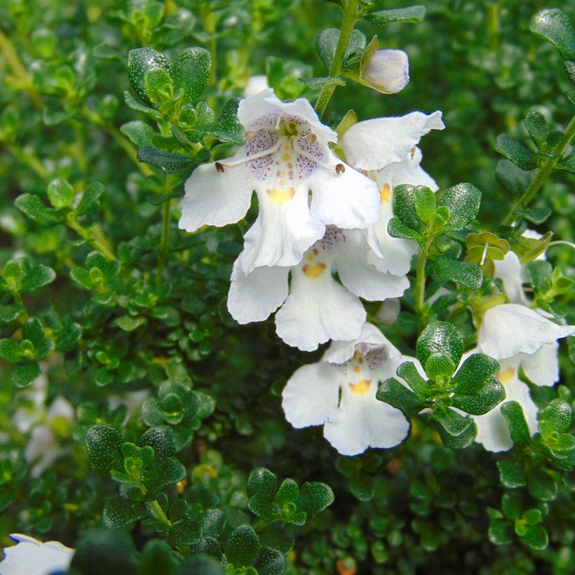 Prostanthera cuneata - Mint Bush (Flowering)