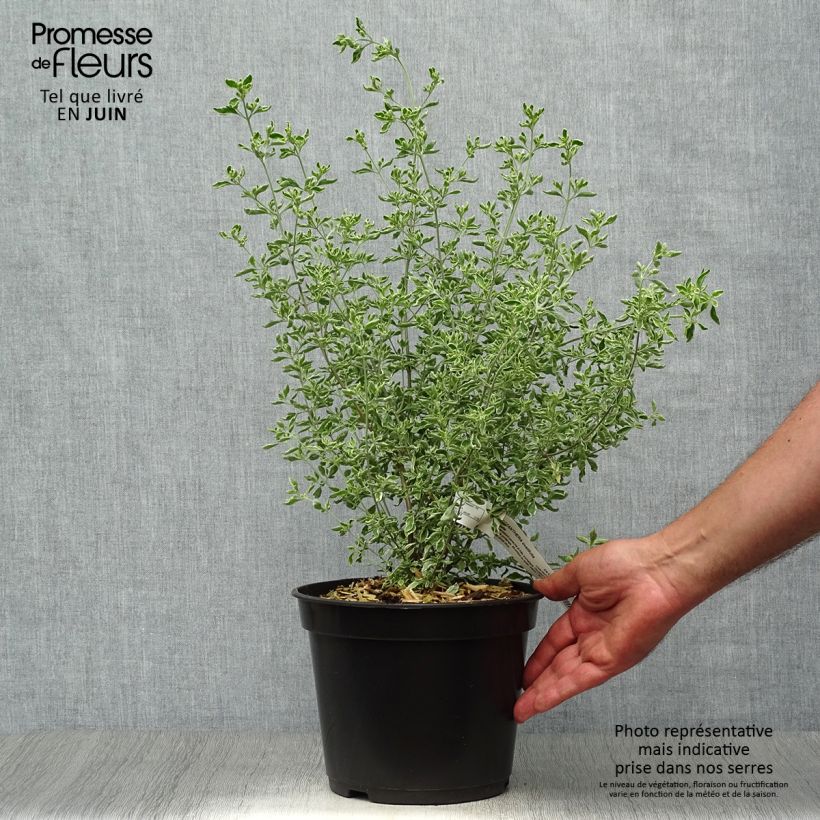 Prostanthera ovalifolia Variegata - Mint Bush 4L/5L pot sample as delivered in summer