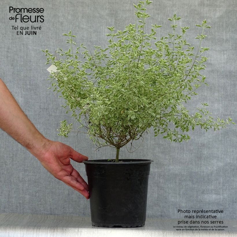 Prostanthera rotundifolia Variegata 4L/5L pot sample as delivered in summer