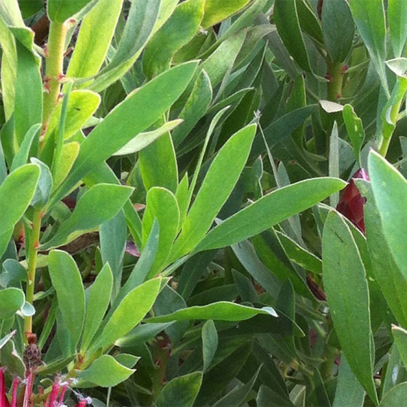 Protea Clarks Red (Foliage)