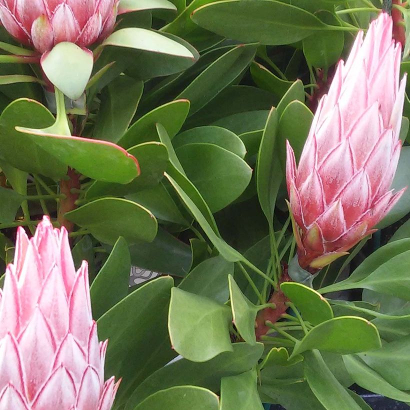 Protea cynaroides Little Prince (Foliage)