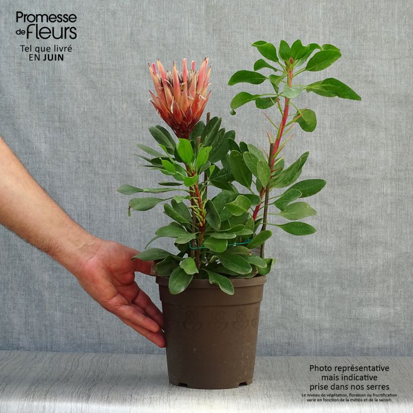 Protea cynaroides Little Prince 2L/3L pot sample as delivered in summer