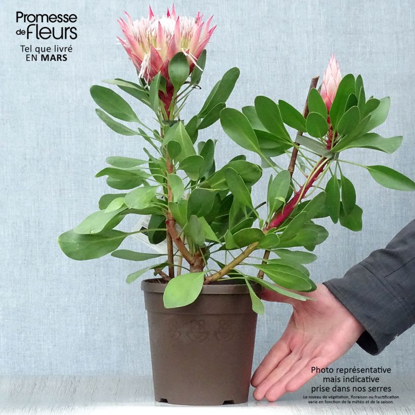 Protea cynaroides Little Prince sample as delivered in spring