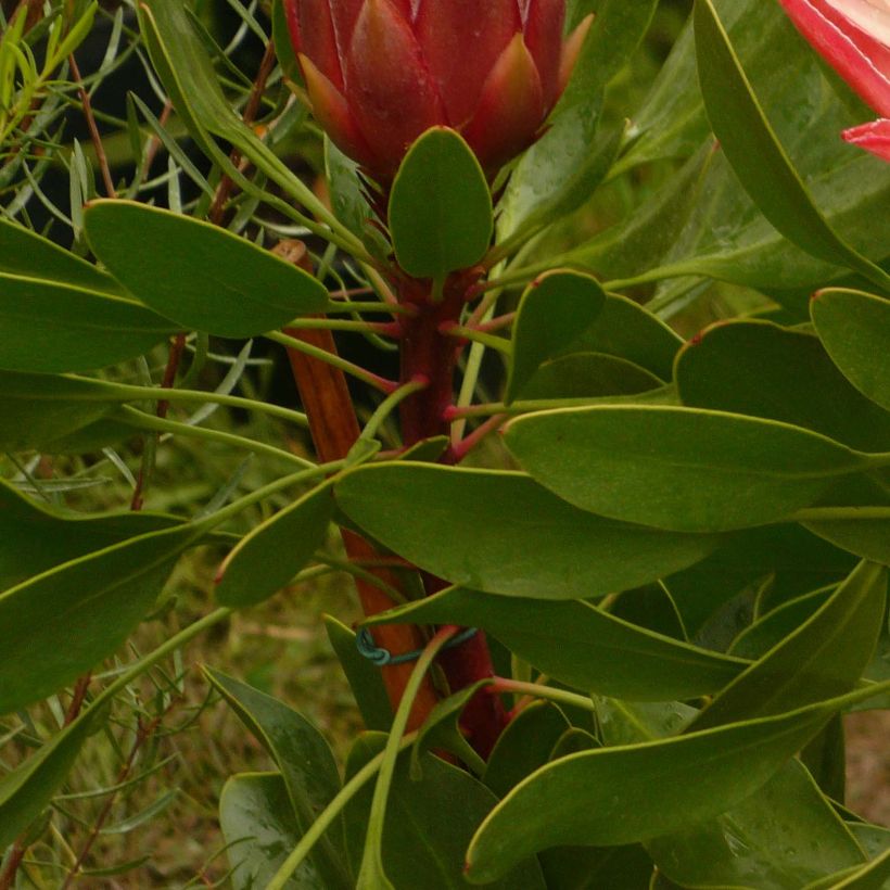 Protea Pink Crown (Foliage)