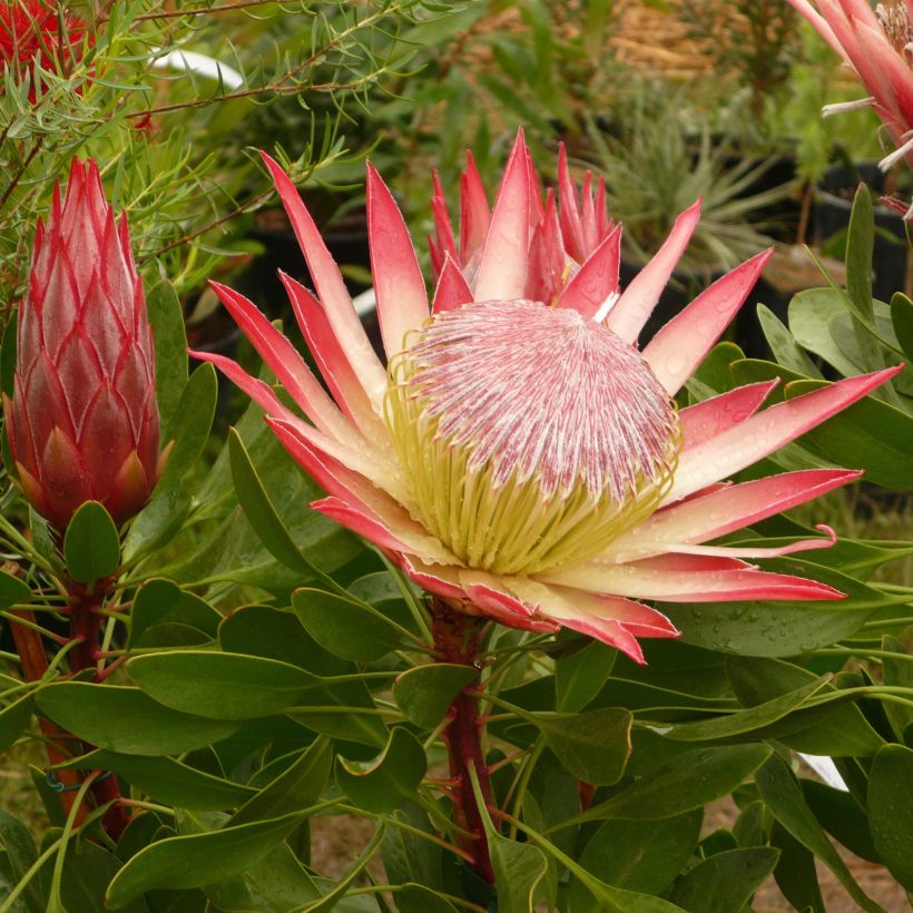 Protea Pink Crown (Flowering)